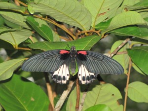 One butterfly