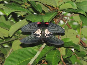Two butterflies