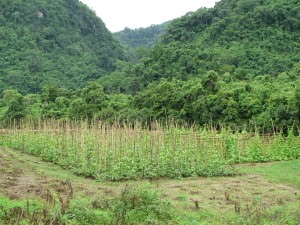 A long, greenbean garden.