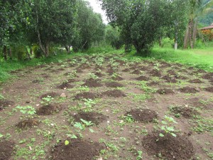 An okra patch. Plus many other vegetable gardens.