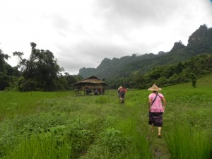 More rice paddies and beautiful mountains.