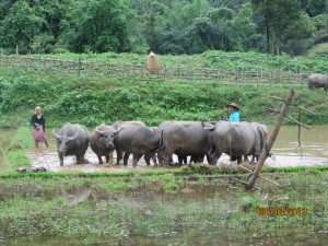 In remote areas, they don't have walk-behind tractors to till the soil, so they use water buffalo to till the rice paddies. They go around and around till the paddy is tilled and then they go on to the next paddy. Very interesting!