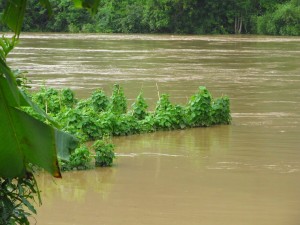 Here is what is left of our garden behind the boy,s temporary dorm. The river is usually over 15 feet lower than this.
