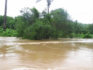 These trees are usually 15 feet or more above the normal river level.