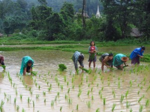 Here we pass villagers planting rice.