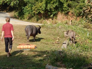 And chasing water buffalo away!