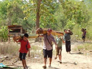 Once they are finisher cutting the banana trees, then they are carried down to the boat.