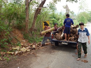 Unloading the banana trees to be carried up the hillside to be planted.
