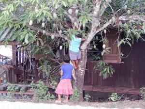 Naughty flower girls climbing the mango tree.