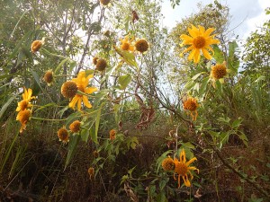 Some Mexican sunflowers along the road.