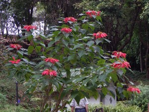 In the tropics, the poinsettas grow like trees!