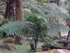 Fern trees also!