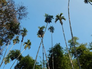 bettle-nut palm trees